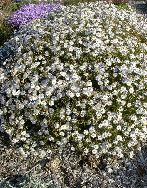 Garten-Schönaster 'Madiva'