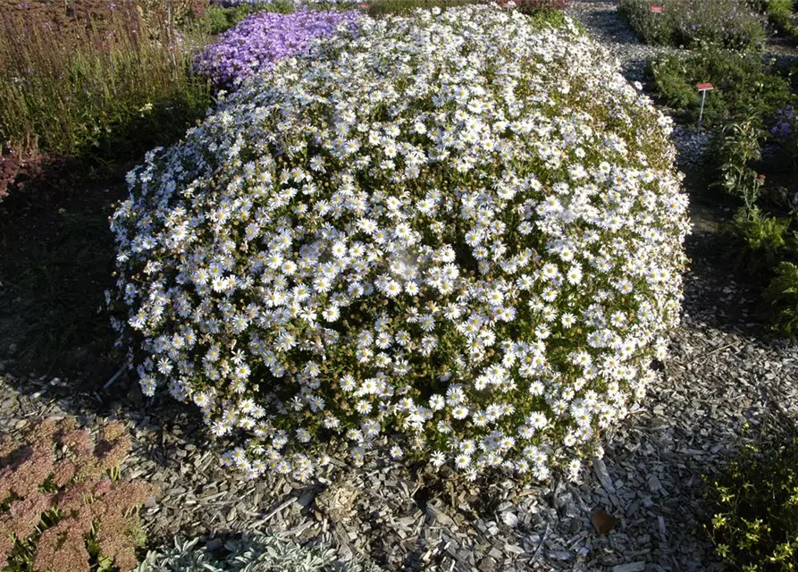 Garten-Schönaster 'Madiva'