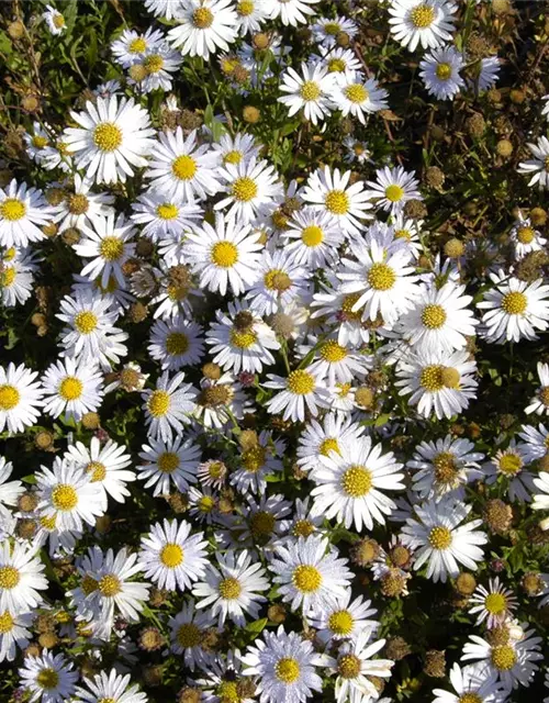 Garten-Schönaster 'Madiva'