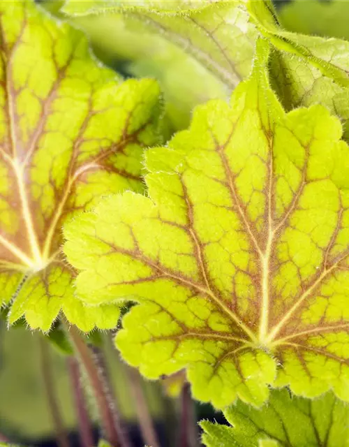 Garten-Purpurglöckchen 'Electra'®