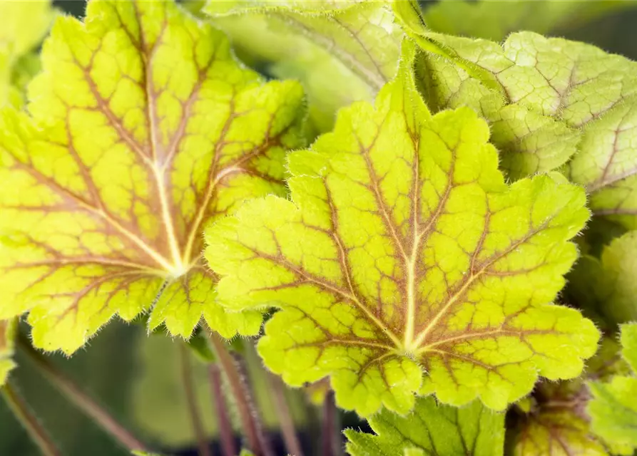 Garten-Purpurglöckchen 'Electra'®