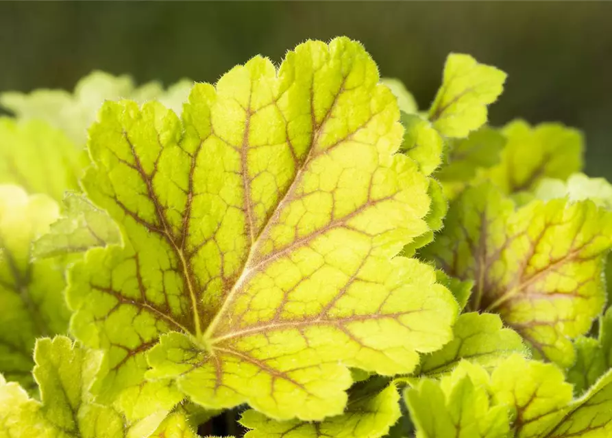 Garten-Purpurglöckchen 'Electra'®