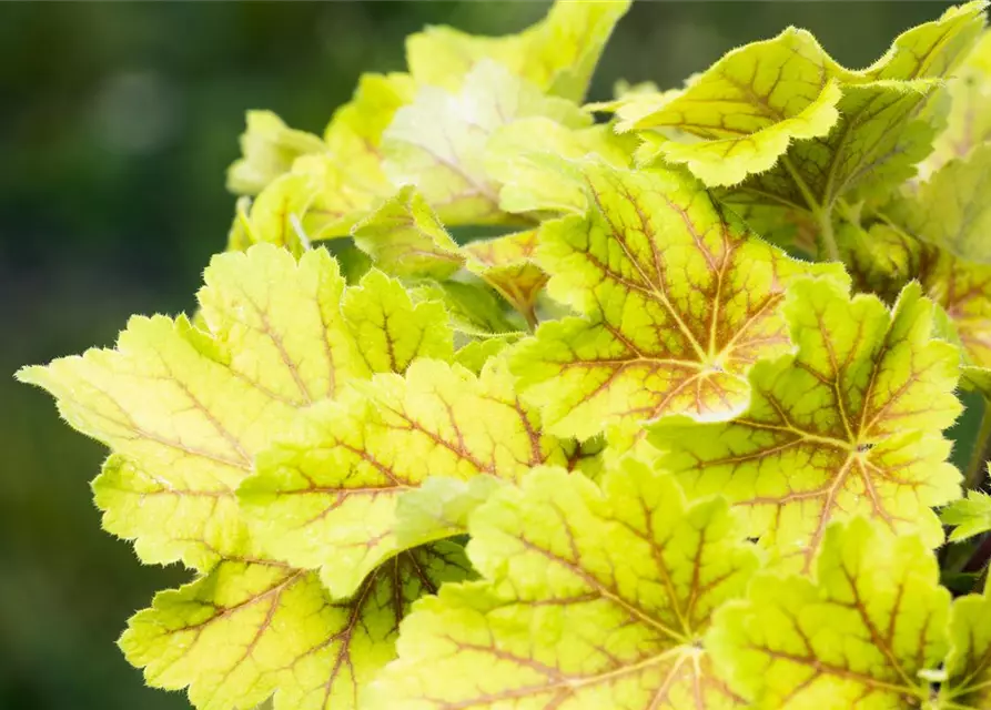 Garten-Purpurglöckchen 'Electra'®