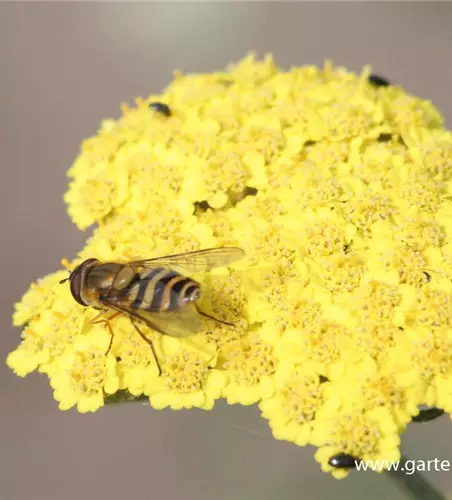 Garten-Goldquirl-Garbe 'Moonshine'