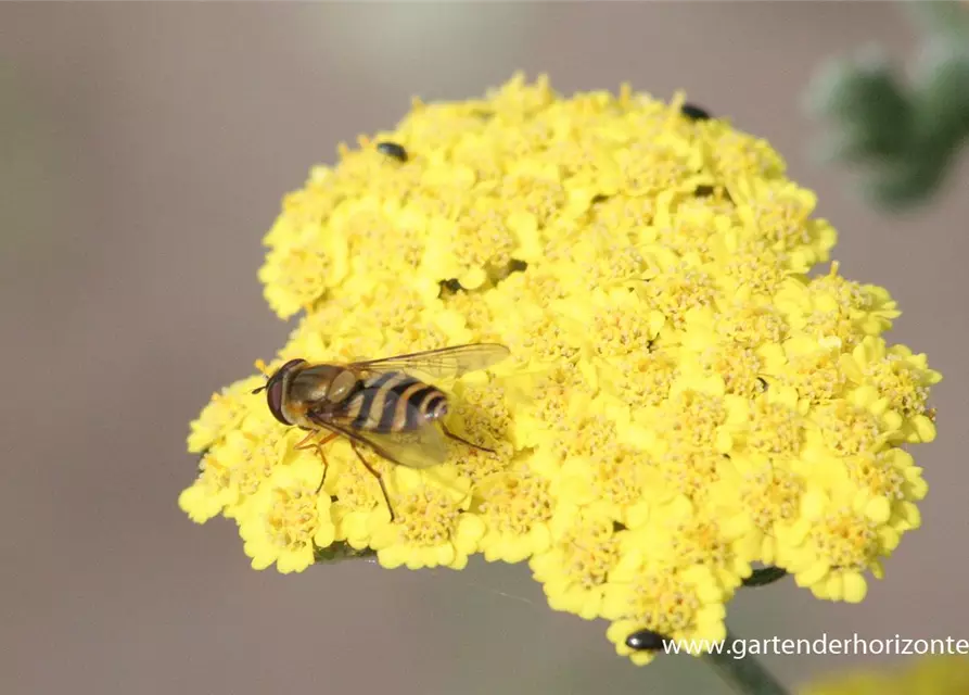 Garten-Goldquirl-Garbe 'Moonshine'