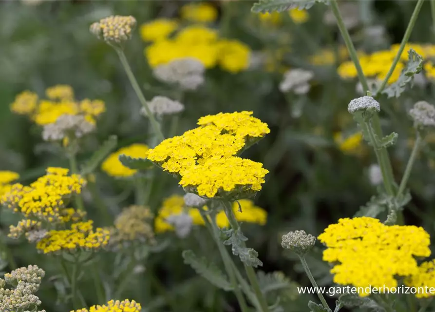 Garten-Goldquirl-Garbe 'Moonshine'