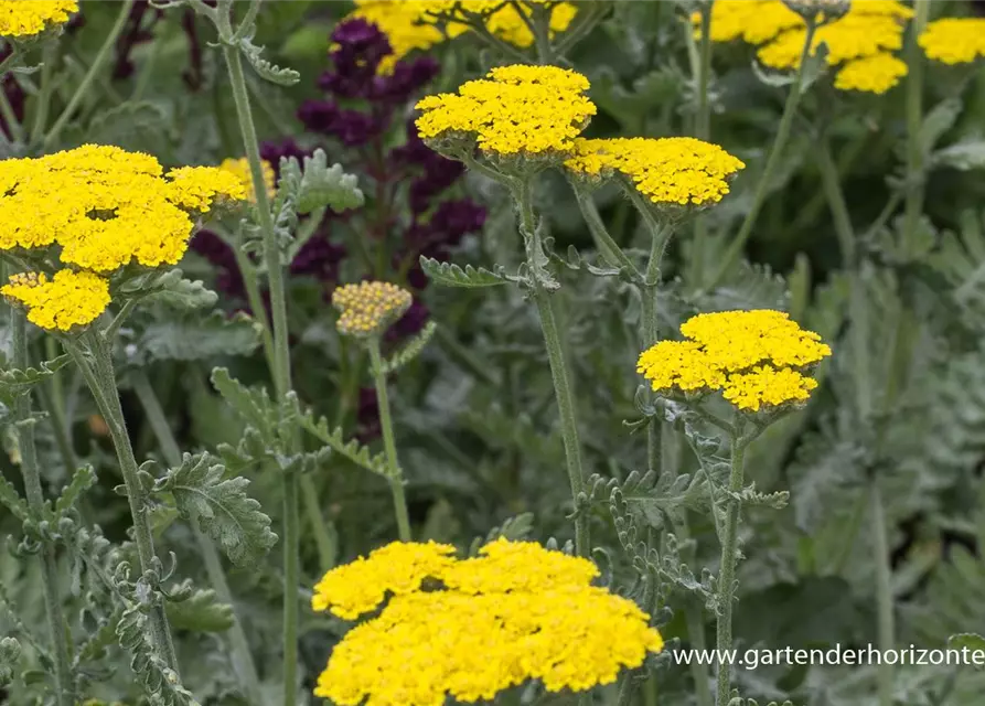 Garten-Goldquirl-Garbe 'Moonshine'