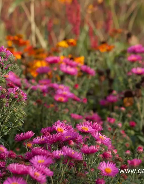 Garten-Raublatt-Aster 'Lachsglut'