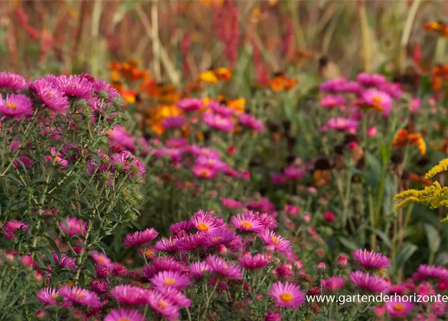 Garten-Raublatt-Aster 'Lachsglut'