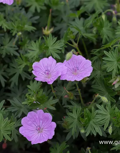 Blutroter Storchschnabel 'Glenluce'