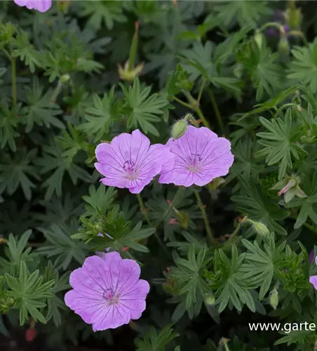 Blutroter Storchschnabel 'Glenluce'