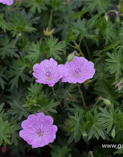 Blutroter Storchschnabel 'Glenluce'