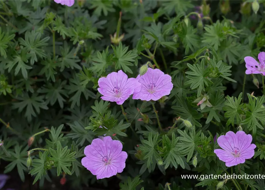 Blutroter Storchschnabel 'Glenluce'