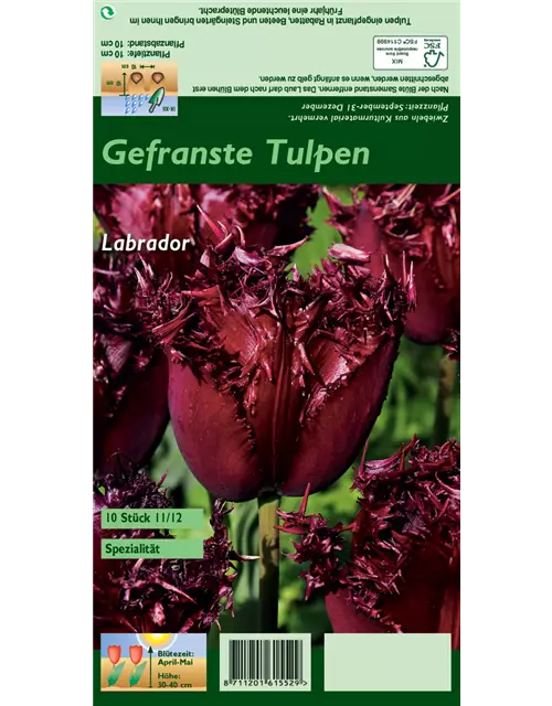 Gefranste Tulpe 'Labrador'