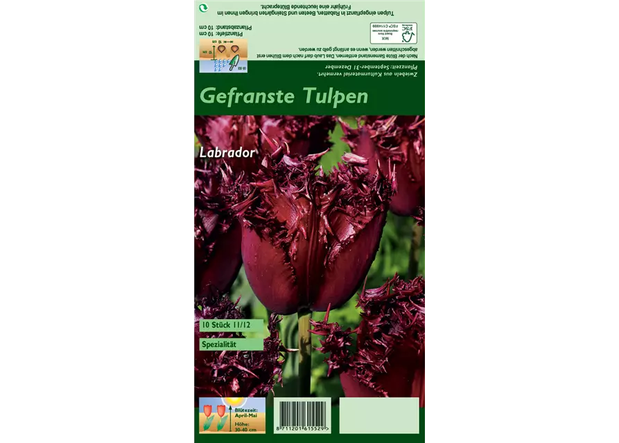 Gefranste Tulpe 'Labrador'