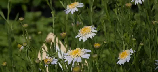 Fiederspaltige Schönaster