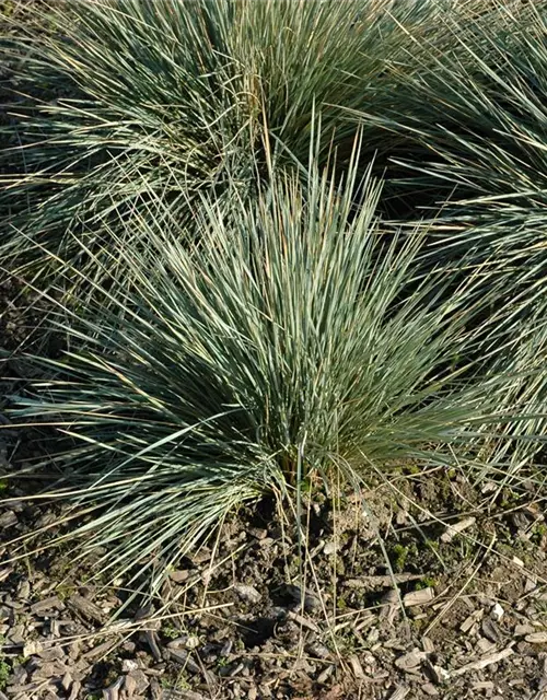 Garten-Blaustrahlhafer 'Saphirsprudel'