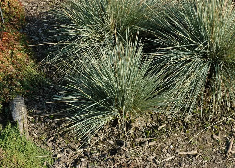 Garten-Blaustrahlhafer 'Saphirsprudel'