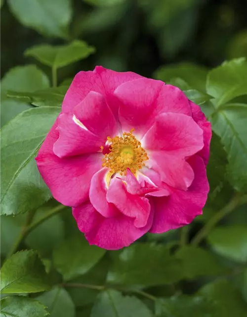 Apfelrose 'Rubra'