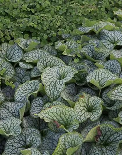 Brunnera macrophylla 'Alexander's Great'-R