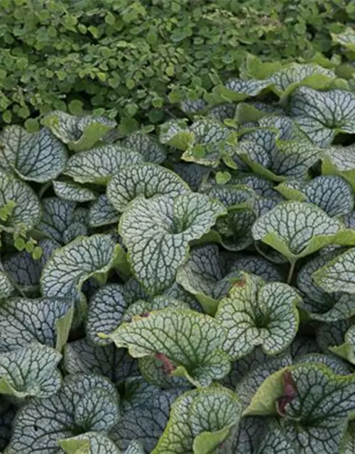 Brunnera macrophylla 'Alexander's Great'-R