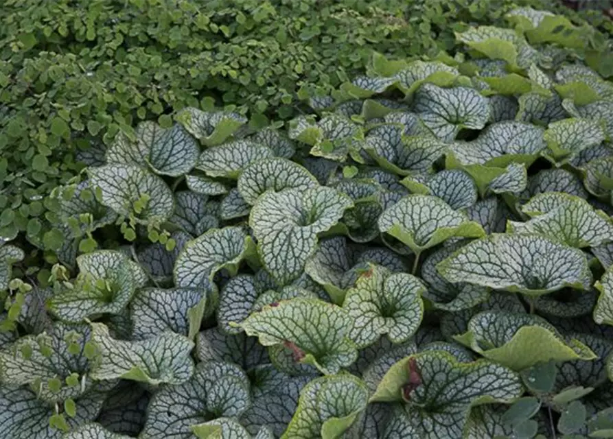 Brunnera macrophylla 'Alexander's Great'-R