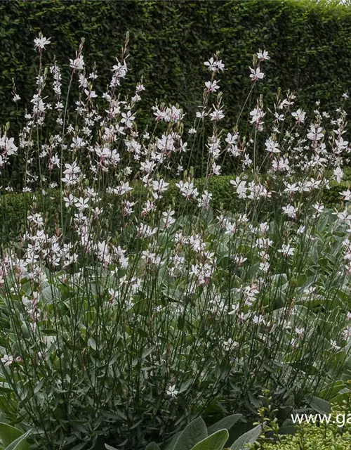 Gaura lindheimerii, weiß