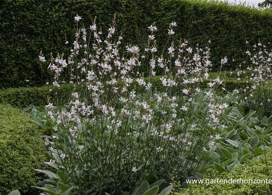 Gaura lindheimerii, weiß