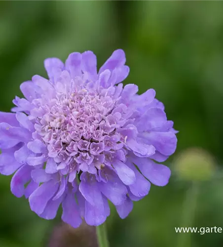 Garten-Tauben-Skabiose 'Butterfly Blue'