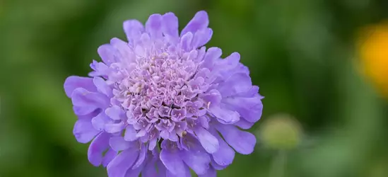 Garten-Tauben-Skabiose 'Butterfly Blue'