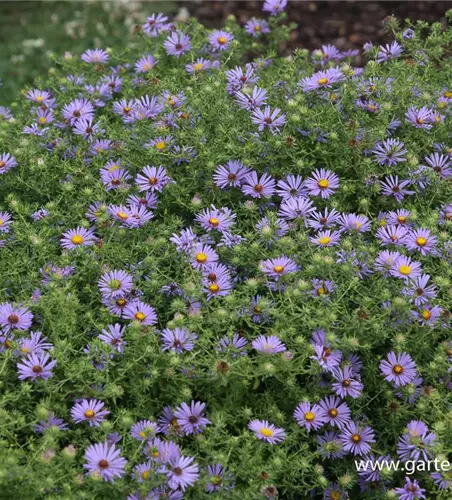 Garten-Aster 'October Skies'