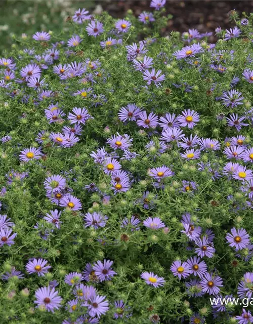 Garten-Aster 'October Skies'