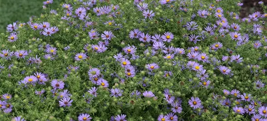 Garten-Aster 'October Skies'