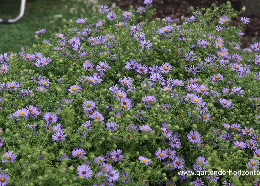 Garten-Aster 'October Skies'