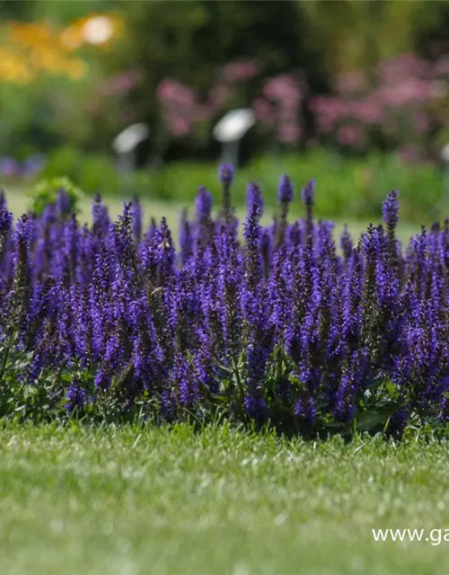 Garten-Blüten-Salbei 'Marcus'®