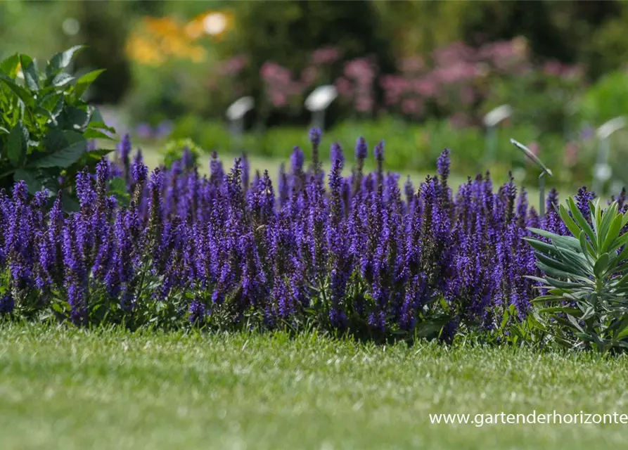 Garten-Blüten-Salbei 'Marcus'®