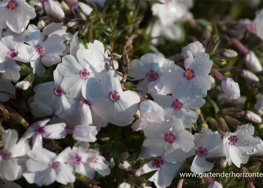 Garten-Teppich-Flammenblume