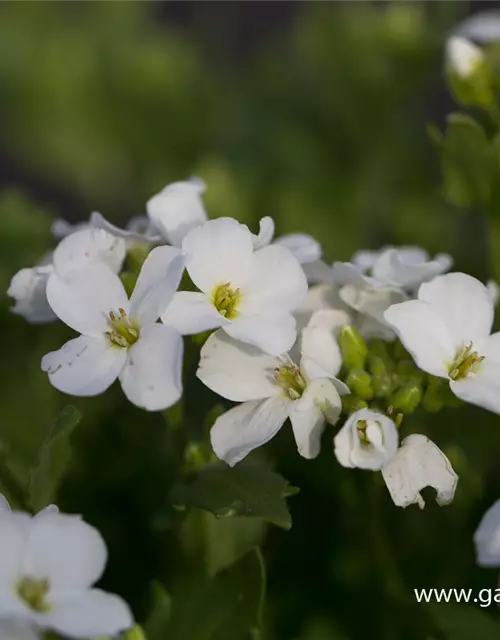 Garten-Gänsekresse 'Snowfix'