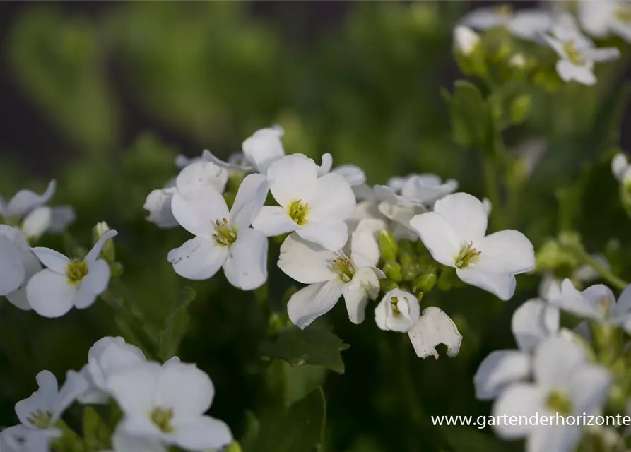 Garten-Gänsekresse 'Snowfix'