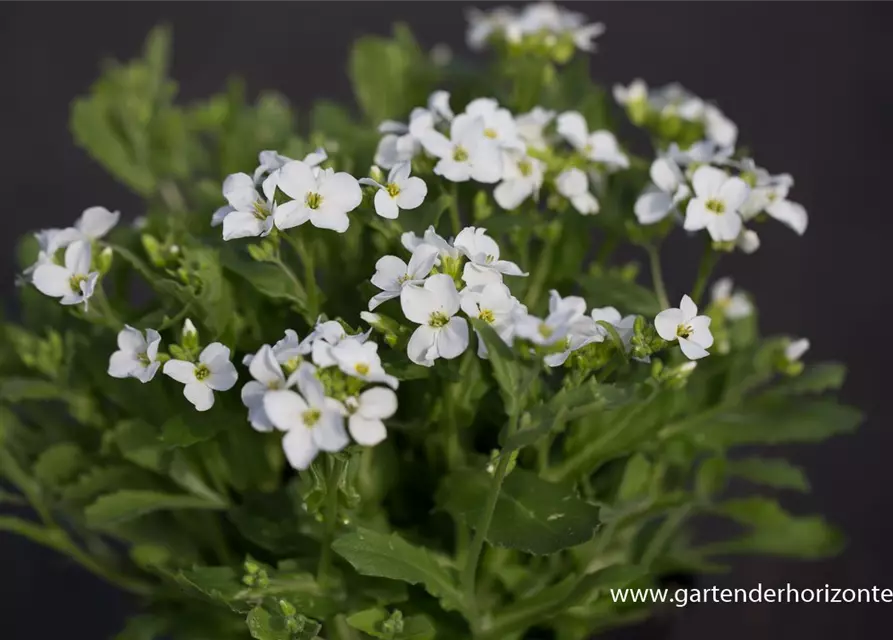 Garten-Gänsekresse 'Snowfix'