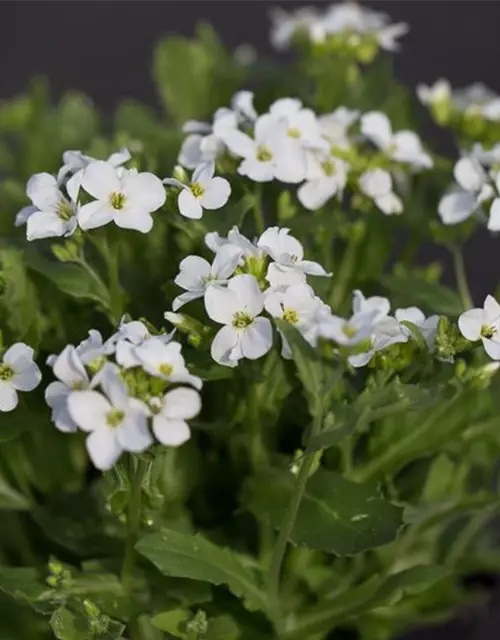 Garten-Gänsekresse 'Snowfix'