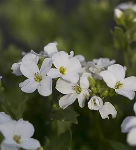 Garten-Gänsekresse 'Snowfix'