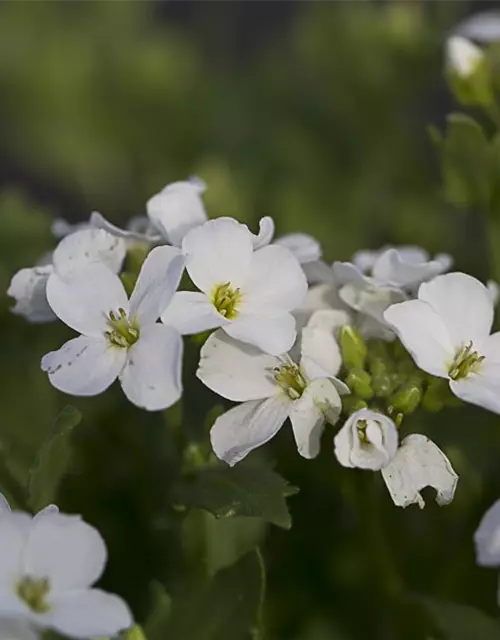 Garten-Gänsekresse 'Snowfix'