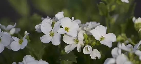 Garten-Gänsekresse 'Snowfix'