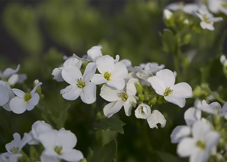 Garten-Gänsekresse 'Snowfix'