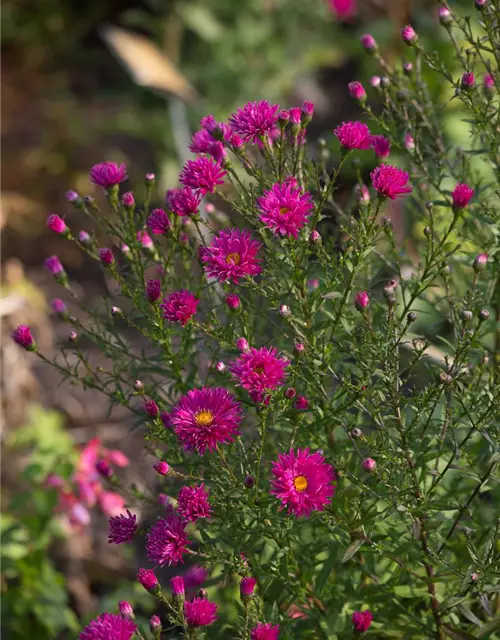 Garten-Glattblatt-Aster 'Neron'