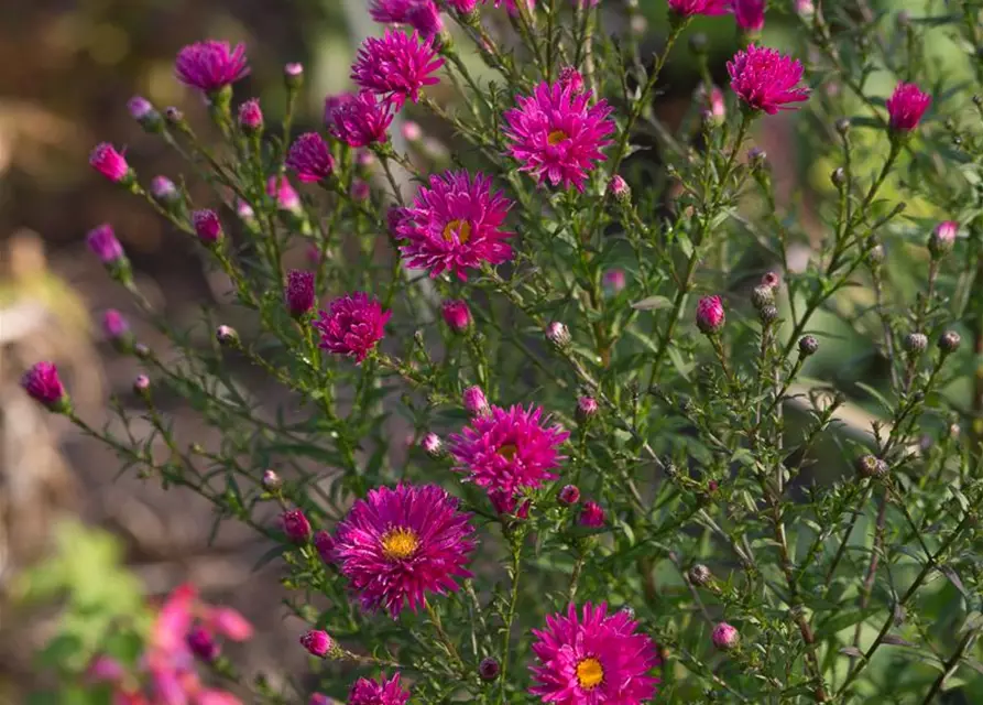 Garten-Glattblatt-Aster 'Neron'