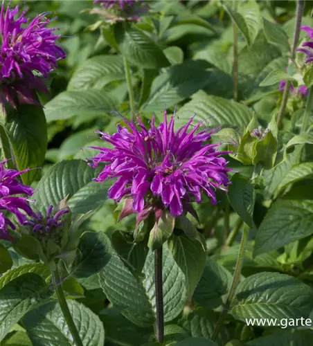 Garten-Indianernessel 'Prärienacht'