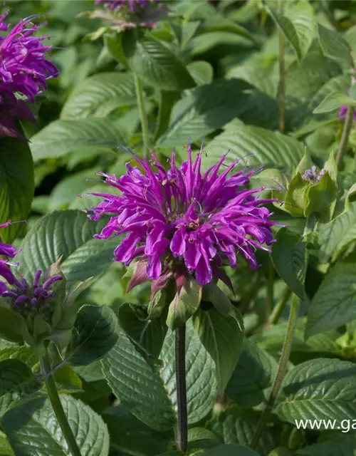 Garten-Indianernessel 'Prärienacht'