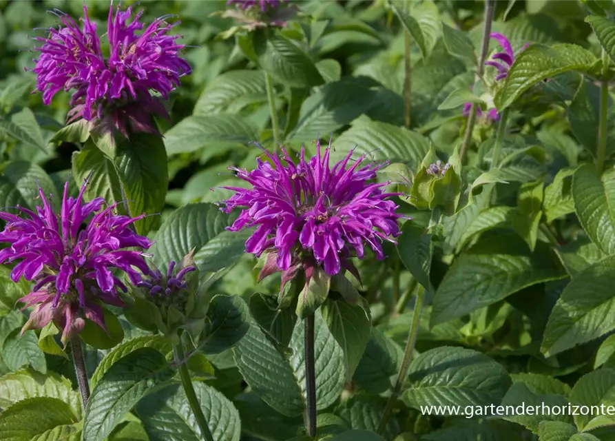 Garten-Indianernessel 'Prärienacht'